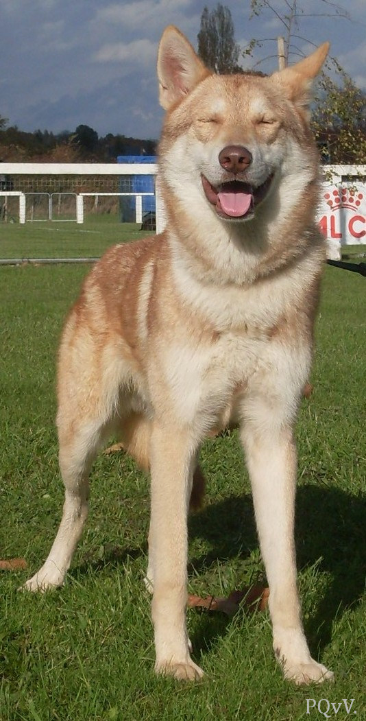  Ghinzu Gaaram de Daim Pre